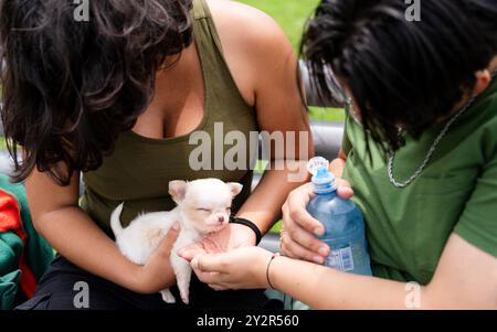 Un couple est intimement engagé dans l'alimentation d'un petit chiot blanc qui souffre d'hydrocéphalie avec une bouteille, assis confortablement dans le parc. Les deux Banque D'Images