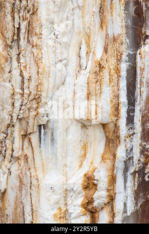 Vue détaillée des textures de bois pétrifié du parc national de la forêt pétrifiée de Gingko, Vantage, mettant en valeur l'art de la nature dans des tons terreux. Banque D'Images