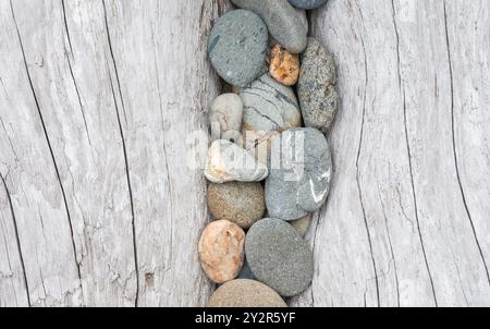 Macro de gros plan de pierres nichées dans du bois flotté altéré, mettant en valeur des motifs naturels et des textures des plages côtières du Pacifique dans la nation olympique Banque D'Images