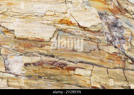 Un gros plan détaillé des textures et des couleurs complexes trouvées dans les bûches de bois pétrifié du parc national de la forêt pétrifiée Ginkgo à Vantage, Washington. Banque D'Images