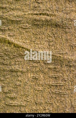 Une vue détaillée de l'écorce texturée d'un érable Paperbark, mettant en valeur sa surface rugueuse et pelable. Originaire de Chine, l'écorce de cet arbre est naturelle Banque D'Images