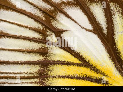 Image en gros plan présentant les motifs complexes et les couleurs jaunes et blanches vibrantes de l'aile papillon Yellow Edge Giant Owl Banque D'Images