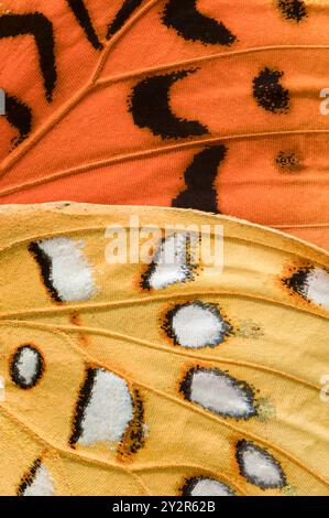 Une macro photographie montrant les textures détaillées et les motifs des ailes du papillon Fritillary nokomis apacheana la section supérieure présente un Banque D'Images