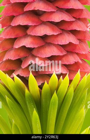 Gros plan d'une plante broméliade tropicale présentant ses bractées roses éclatantes et ses feuilles vertes fraîches sur un fond vert complémentaire. Banque D'Images