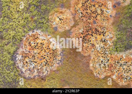 Une vue macro détaillée montrant diverses espèces de lichens prospérant sur une surface rocheuse, montrant une tapisserie de textures et de couleurs. Banque D'Images