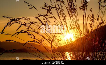 Un coucher de soleil serein jette une lueur chaude sur un lac tranquille de Thoune, silhouette de hautes herbes au premier plan, créant une scène paisible et pittoresque, S. Banque D'Images