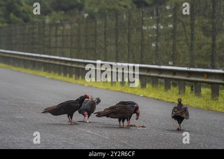 Un groupe de vautours dindes, Cathartes aura, se rassemblent et se nourrissent le long d'une route au Costa Rica, affichant leurs têtes rouges distinctives et leur plumage sombre Banque D'Images