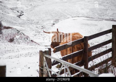 Une majestueuse vache des Highlands se tient derrière une clôture en bois, entourée par les collines enneigées des Highlands écossais en hiver. Le serein Banque D'Images