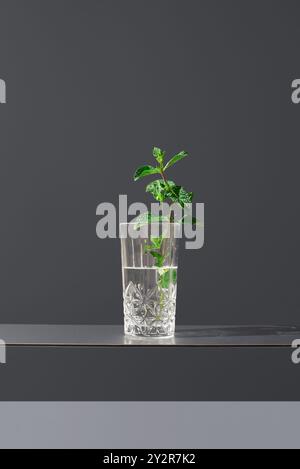 Un verre d'eau cristalline contient des brins de menthe poivrée fraîche, infusée pour un goût rafraîchissant sur un fond gris élégant, ce simple mais évoc Banque D'Images