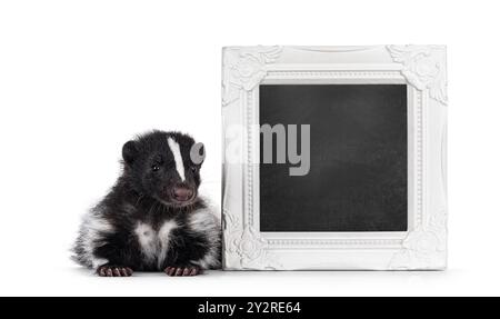 Mignonne jeune moufette, assise à côté du cadre photo rempli de tableau noir. En regardant vers la caméra. Isolé sur fond blanc. Banque D'Images