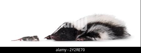 Mignonne jeune moufette, couchant sur le côté à côté de la souris morte. J'ai l'air curieux à la souris. Isolé sur fond blanc. Banque D'Images