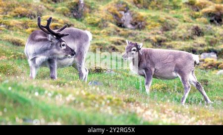 Bébé renne, Rangifer tarandus platyrhynchus, avec son père, sur la toundra de Longyearbyen, Spitzberg, Svalbard. Banque D'Images