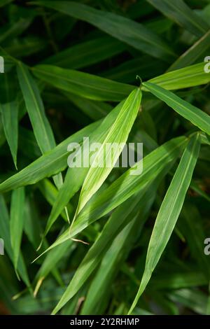 gros plan des feuilles de gingembre en fond de jardin plein cadre, culture d'épices médicinales à base de plantes biologiques prises au point sélectif Banque D'Images