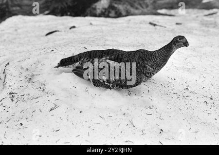 Courant 21 - 4 - 1971 : jouer sur le Marsha Mile de Raufoss il y a une aire de jeux pour les tétras. Là, nous avons vu 12-16 coqs de Grouse avoir leur match les uns avec les autres pour gagner la faveur des poules de Grouse. Il a commencé à deux heures du matin et a duré jusqu'à cinq ou six heures du matin. Puis il y a eu une courte pause jusqu'à ce que le jeu du soleil commence. Ça dura jusqu'à neuf heures. Le jeu de Grouse a eu lieu au même endroit année après année depuis plus de 100 ans. Photo : Aage Storløkken / Aktuell / NTB ***PHOTO NON TRAITÉE*** le texte de cette image est traduit automatiquement Banque D'Images