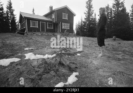 Courant 21 - 4 - 1971 : jouer sur le Marsha Mile de Raufoss il y a une aire de jeux pour les tétras. Là, nous avons vu 12-16 coqs de Grouse avoir leur match les uns avec les autres pour gagner la faveur des poules de Grouse. Il a commencé à deux heures du matin et a duré jusqu'à cinq ou six heures du matin. Puis il y a eu une courte pause jusqu'à ce que le jeu du soleil commence. Ça dura jusqu'à neuf heures. Le jeu de Grouse a eu lieu au même endroit année après année depuis plus de 100 ans. Jahn Pedersen était notre connaissance sur le terrain de jeu. Il a 'bousculé' un coq jusqu'au petit bar et à la cabane du Bush que nous avions construit. Photo : AA Banque D'Images