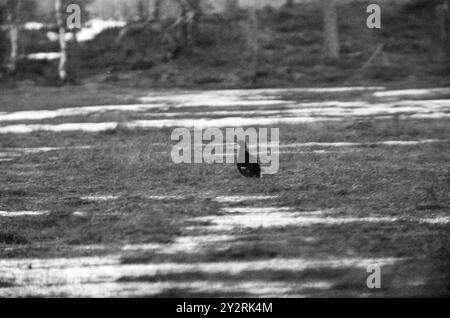 Courant 21 - 4 - 1971 : jouer sur le Marsha Mile de Raufoss il y a une aire de jeux pour les tétras. Là, nous avons vu 12-16 coqs de Grouse avoir leur match les uns avec les autres pour gagner la faveur des poules de Grouse. Il a commencé à deux heures du matin et a duré jusqu'à cinq ou six heures du matin. Puis il y a eu une courte pause jusqu'à ce que le jeu du soleil commence. Ça dura jusqu'à neuf heures. Le jeu de Grouse a eu lieu au même endroit année après année depuis plus de 100 ans. Photo : Aage Storløkken / Aktuell / NTB ***PHOTO NON TRAITÉE*** le texte de cette image est traduit automatiquement Banque D'Images