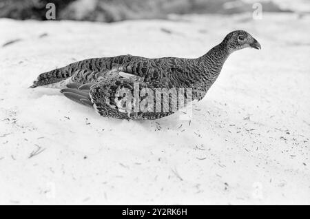 Courant 21 - 4 - 1971 : jouer sur le Marsha Mile de Raufoss il y a une aire de jeux pour les tétras. Là, nous avons vu 12-16 coqs de Grouse avoir leur match les uns avec les autres pour gagner la faveur des poules de Grouse. Il a commencé à deux heures du matin et a duré jusqu'à cinq ou six heures du matin. Puis il y a eu une courte pause jusqu'à ce que le jeu du soleil commence. Ça dura jusqu'à neuf heures. Le jeu de Grouse a eu lieu au même endroit année après année depuis plus de 100 ans. Photo : Aage Storløkken / Aktuell / NTB ***PHOTO NON TRAITÉE*** le texte de cette image est traduit automatiquement Banque D'Images