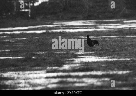 Courant 21 - 4 - 1971 : jouer sur le Marsha Mile de Raufoss il y a une aire de jeux pour les tétras. Là, nous avons vu 12-16 coqs de Grouse avoir leur match les uns avec les autres pour gagner la faveur des poules de Grouse. Il a commencé à deux heures du matin et a duré jusqu'à cinq ou six heures du matin. Puis il y a eu une courte pause jusqu'à ce que le jeu du soleil commence. Ça dura jusqu'à neuf heures. Le jeu de Grouse a eu lieu au même endroit année après année depuis plus de 100 ans. Photo : Aage Storløkken / Aktuell / NTB ***PHOTO NON TRAITÉE*** le texte de cette image est traduit automatiquement Banque D'Images