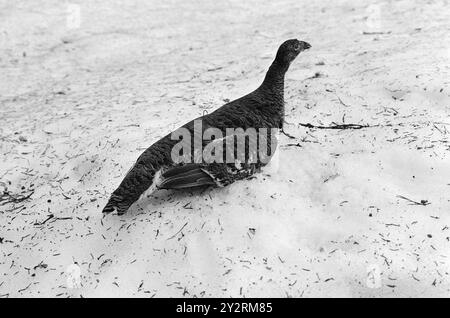 Courant 21 - 4 - 1971 : jouer sur le Marsha Mile de Raufoss il y a une aire de jeux pour les tétras. Là, nous avons vu 12-16 coqs de Grouse avoir leur match les uns avec les autres pour gagner la faveur des poules de Grouse. Il a commencé à deux heures du matin et a duré jusqu'à cinq ou six heures du matin. Puis il y a eu une courte pause jusqu'à ce que le jeu du soleil commence. Ça dura jusqu'à neuf heures. Le jeu de Grouse a eu lieu au même endroit année après année depuis plus de 100 ans. Photo : Aage Storløkken / Aktuell / NTB ***PHOTO NON TRAITÉE*** le texte de cette image est traduit automatiquement Banque D'Images