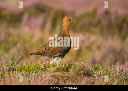 Mâle Tétras rouge (Lagopus lagopus scotica) debout sur une parcelle de bruyère fleurie, vue de côté montrant des pattes blanches et des sourcils rouges relevés. North York M Banque D'Images