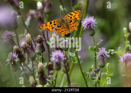 Papillon comma (Polygonia c-album) sur knapweed dans un pré de fleurs sauvages, réserve naturelle Darley & Nutwood, Derby, Derbyshire, Royaume-Uni. Banque D'Images