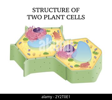 Structure de deux cellules végétales Banque D'Images
