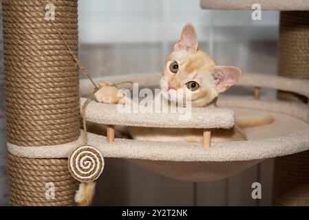 Chaton shorthair birman couché dans le lit sur l'arbre. Chat et meubles pour chat. Banque D'Images