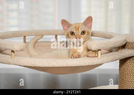 Chaton shorthair birman couché dans le lit sur l'arbre. Chat et meubles pour chat. Banque D'Images