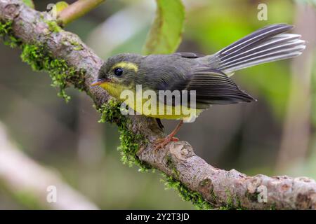 Yellow-venile Fairy-Fantail Chelidorhynx hypoxanthus perché sur une branche, parc national de Doi Inthanon, Thaïlande Banque D'Images