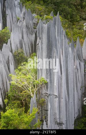 Une vue verticale des pinacles calcaires entourés de forêt verte dans le parc national Gunung Mulu, en journée sur l'île de Bornéo, en Malaisie Banque D'Images