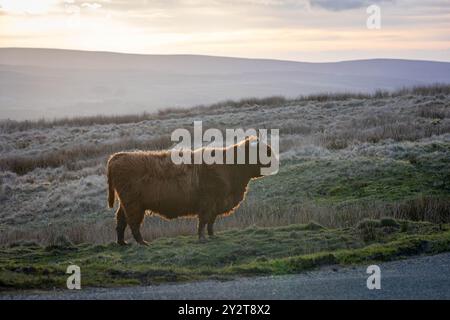 Une vache Highland se tient dans un champ givré au lever du soleil avec des collines ondulantes en arrière-plan dans la ville de Skipton dans le North Yorkshire, Angleterre, Royaume-Uni Banque D'Images