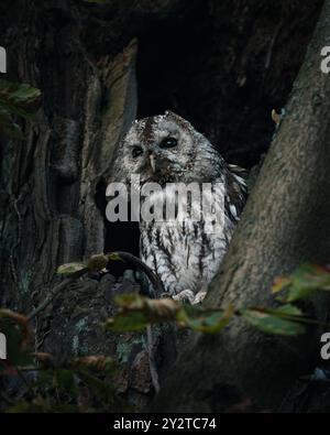 Un hibou fauve perché dans un creux d'arbre avec un fond naturel et boisé Banque D'Images