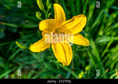 Fleur jaune Lilly fleurissant majestueusement sous la lumière du soleil tôt le matin Banque D'Images