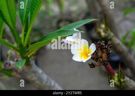 Fleur en fleurs de Plumeria rubra Linn. cv. Acutifolia. Banque D'Images