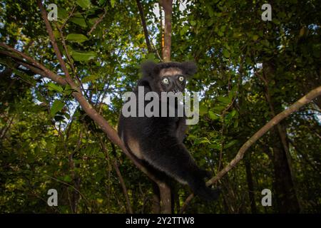 Lémurien Indri indri, babakoto plus grand lémurien noir et blanc de Madagascar. fond de forêt tropicale rétro-éclairé, gros plan.animal mignon avec des yeux bleus perçants Banque D'Images