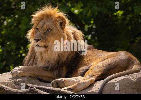 gros plan d'une tête de lion. le lion a une crinière épaisse, montrant les détails fins de sa fourrure et de ses caractéristiques. portrait mâle lion sur backgr vert naturel Banque D'Images