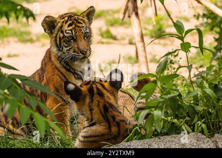 Tiger Cubs jouant avec sa mère, sumatra Tiger Panthera tigre. petits oursons amusants et deux tigres adultes. Famille Tiger Banque D'Images