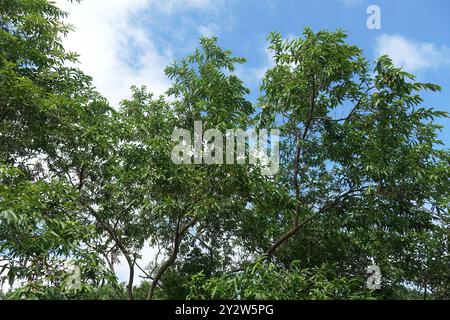 Goyave commune, goyave jaune, goyavier citron, Echte Guave, Psidium guajava, guáva, Santa Cruz Island, Galápagos, Équateur, Amérique du Sud Banque D'Images