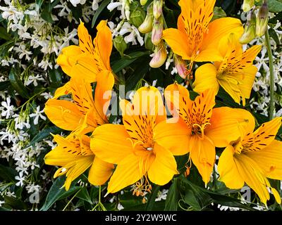 Fleurs jaune et blanc Banque D'Images