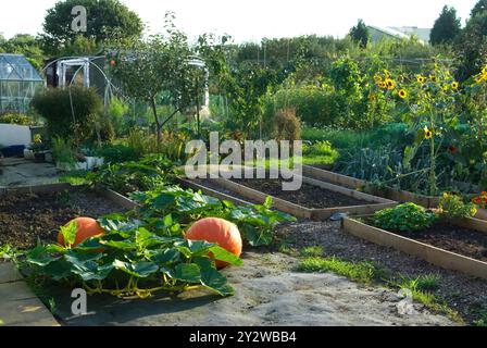 Citrouilles poussant dans un lotissement sud-ouest de Londres, Angleterre 24 septembre 2006 2000s UK HOMER SYKES Banque D'Images