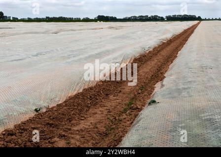 Cultures cultivées toute l'année, cultures de légumes cultivées sous des feuilles de plastique, Lincolnshire East Anglia années 2008 2000 UK HOMER SYKES Banque D'Images