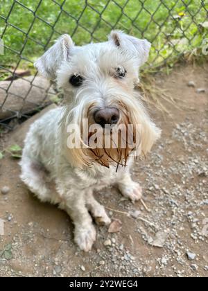 Schnauzer miniature blanc assis sur la saleté et les rochers devant la clôture de maillon de chaîne et l'herbe regardant sérieux et réfléchi Banque D'Images