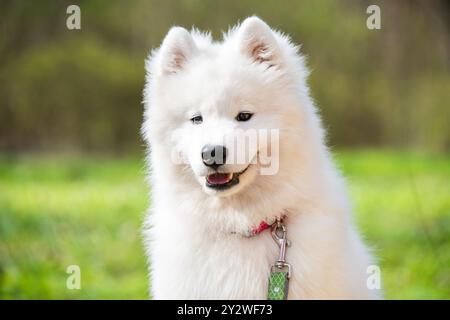 Chien blanc Samoyed en laisse sur la route du parc Mezaparks, Lettonie Banque D'Images