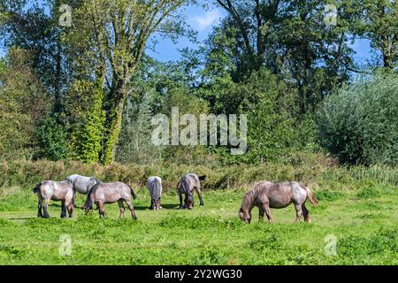 Troupeau de chevaux de trait ardennais / chevaux de trait ardennais pâturant dans le pré de la réserve naturelle Bourgoyen-Ossemeersen près de Gand, Flandre orientale, Belgique Banque D'Images