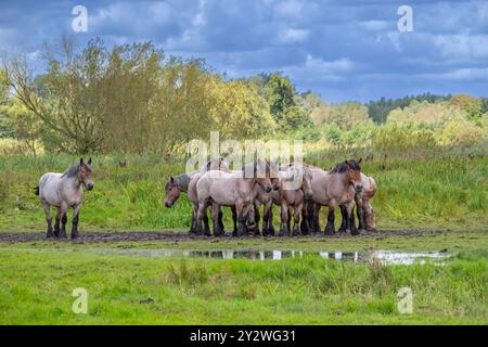 Troupeau de chevaux de trait ardennais / chevaux de trait ardennais reposant dans le pré de la réserve naturelle Bourgoyen-Ossemeersen près de Gand, Flandre orientale, Belgique Banque D'Images