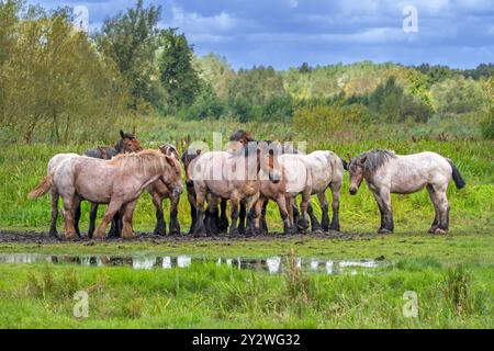 Troupeau de chevaux de trait ardennais / chevaux de trait ardennais reposant dans le pré de la réserve naturelle Bourgoyen-Ossemeersen près de Gand, Flandre orientale, Belgique Banque D'Images