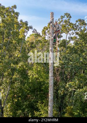 Arboriste d'arbre grimpant haut dans le pin pour couper le tronc. Banque D'Images