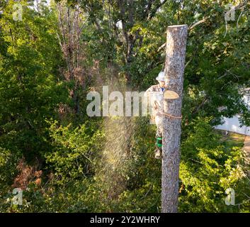 Arboriste d'arbre grimpant haut dans le pin pour couper le tronc. Banque D'Images