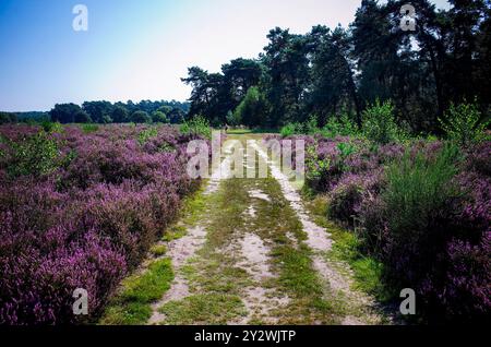 Réserve naturelle de Wahner Heide près de Cologne Banque D'Images