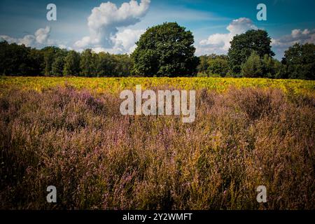 Réserve naturelle de Wahner Heide près de Cologne Banque D'Images